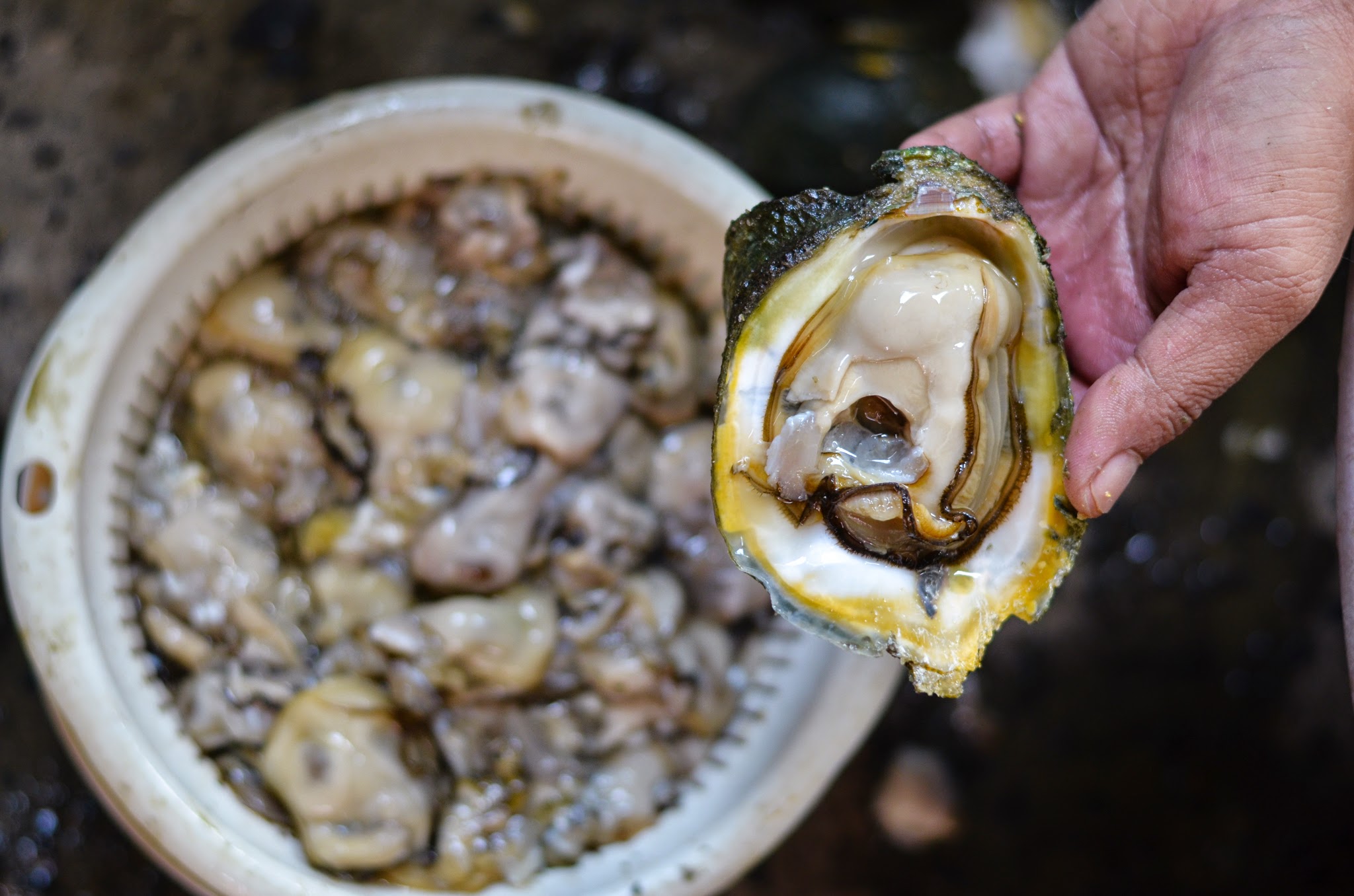 Oyster Discovery: Alaminos