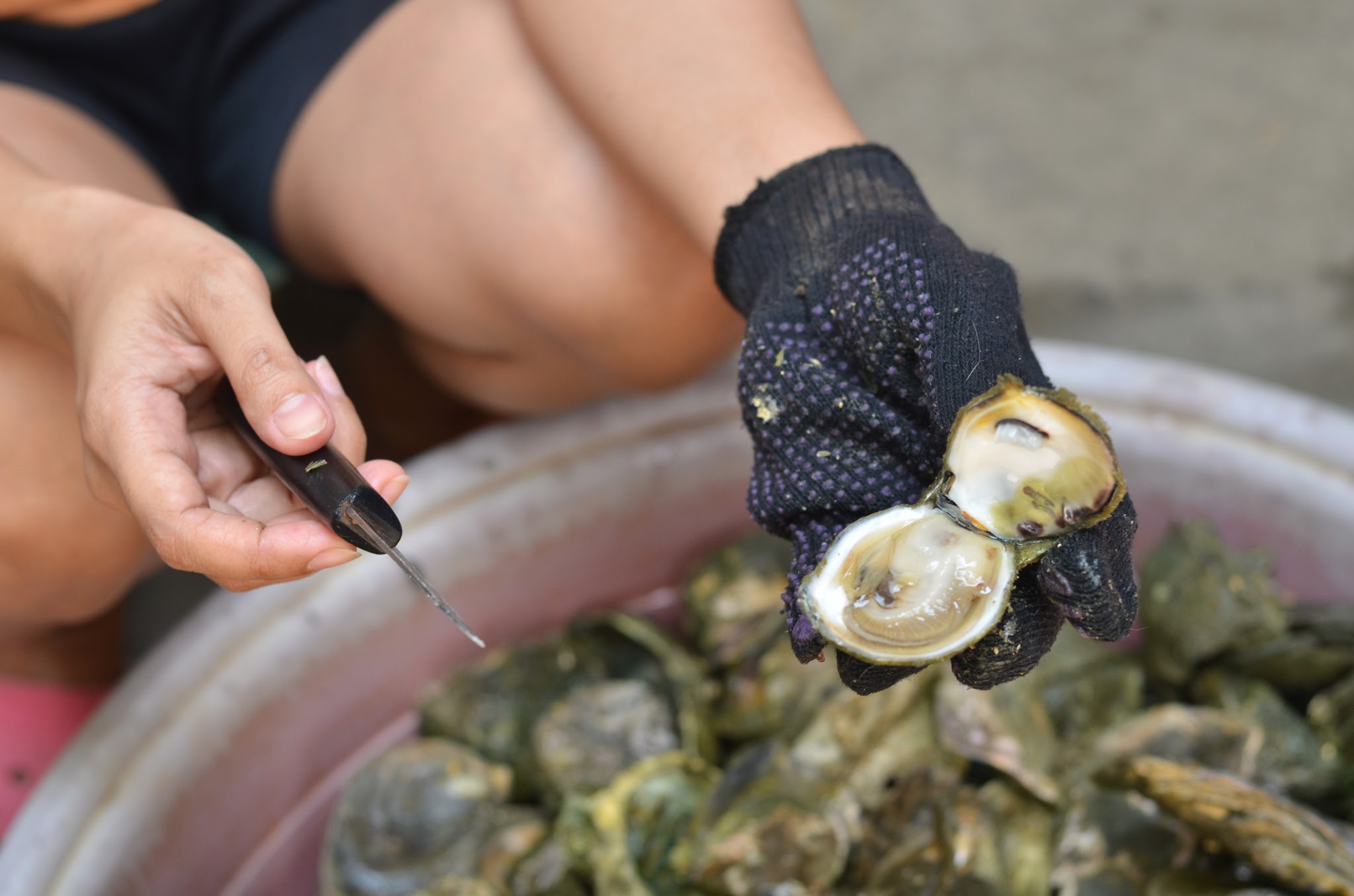 Fresh talaba