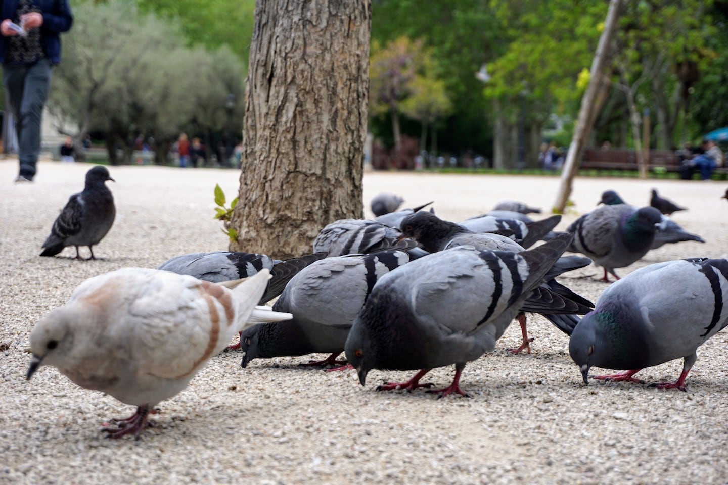 Pigeon Park