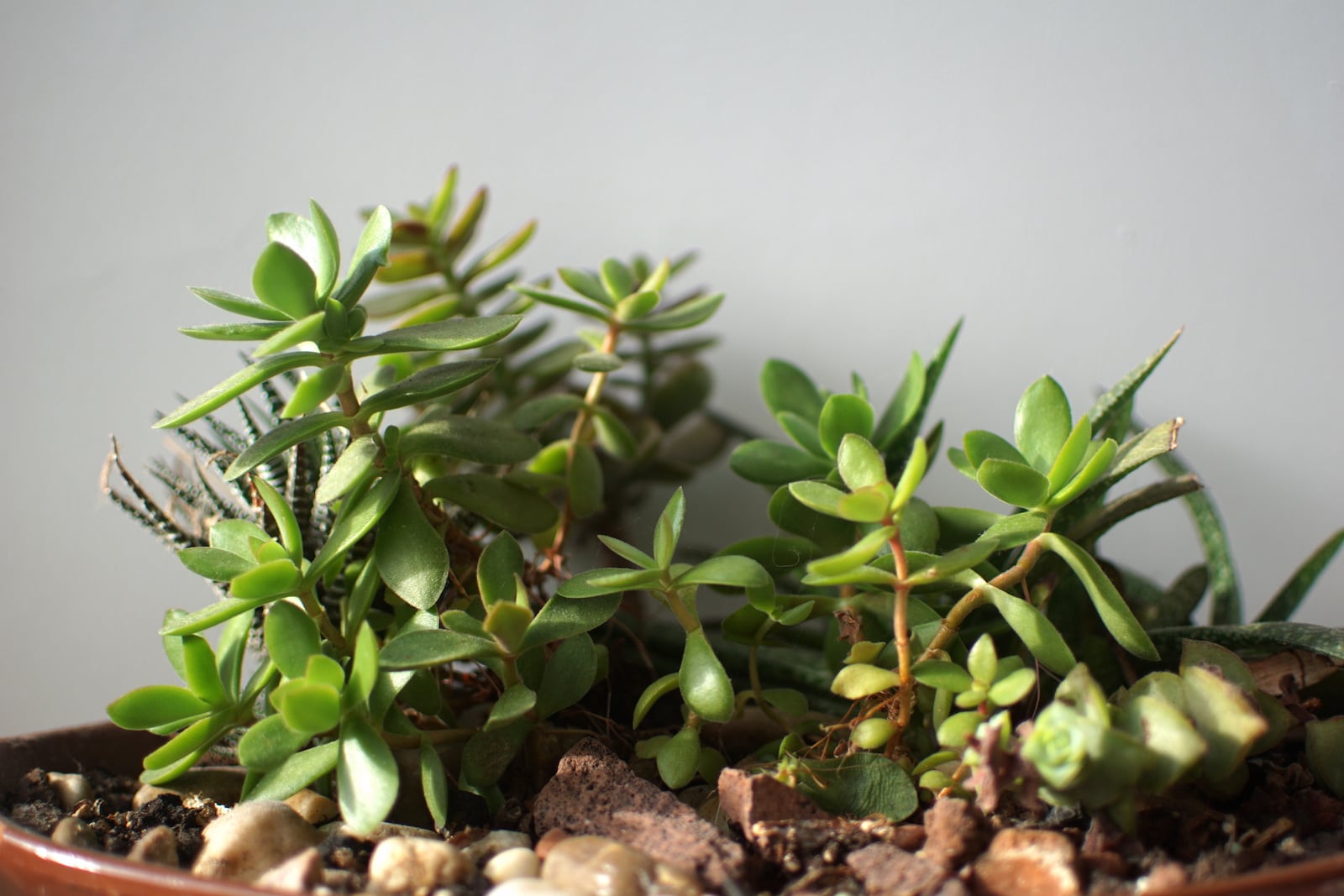 Succulent plant in a pot